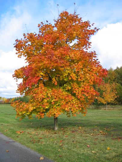 Tree in Fall Colors, Linköping, Sweden