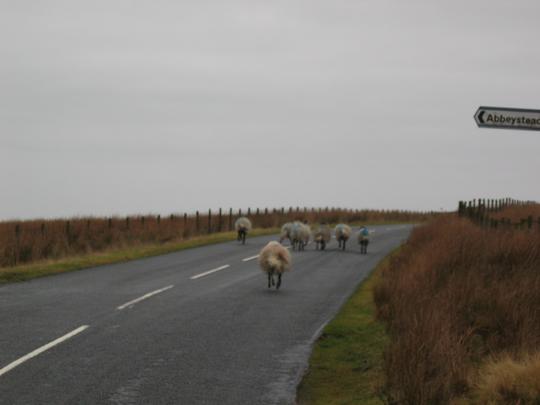 Hovering Sheep!