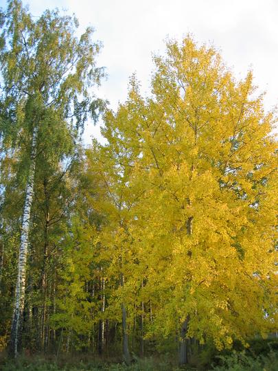 Linköping Forest