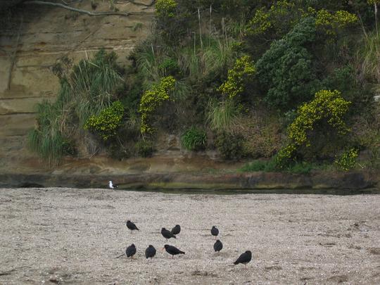 St Heliers, Beach Birds