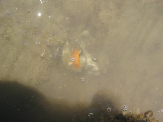 Baby Nudibranch in an Oyster Shell