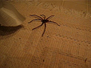 Maui spider runs away