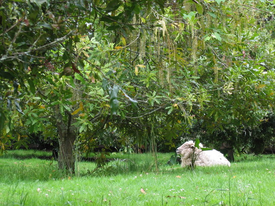 Sheep, New Zealand