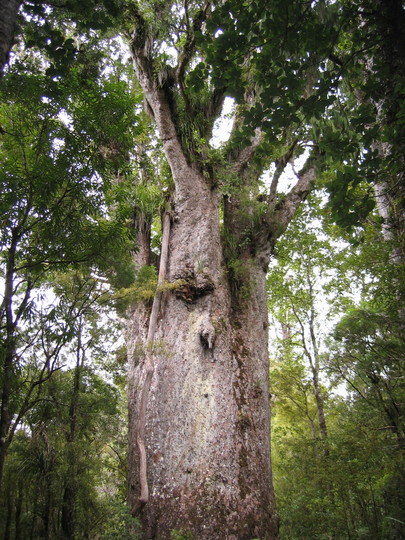 Kauri