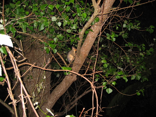 New Zealand Possum