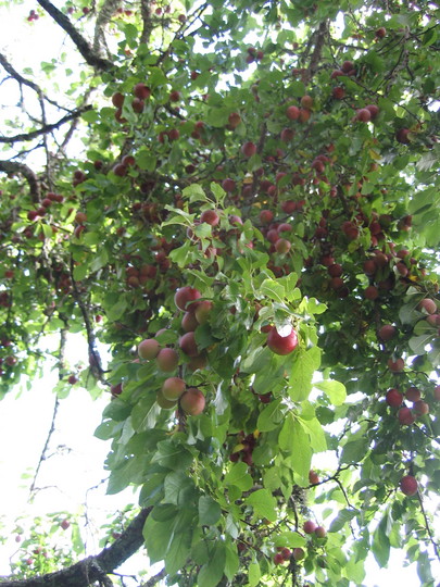 New Zealand Plums