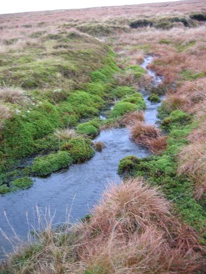 Mossy Stream