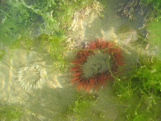 Orange Anemone