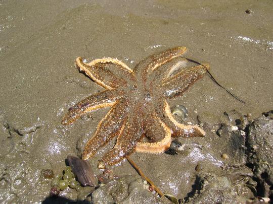 Banana Peel Starfish