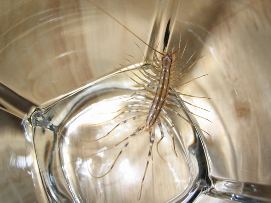 House Centipede