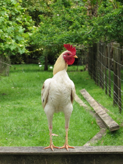 Portrait of a Young Rooster