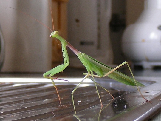 Auckland Praying Mantis