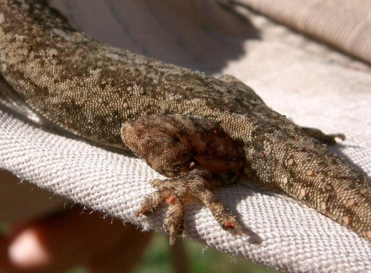 Lahaina Lizard