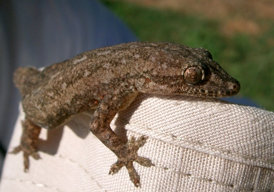 Lahaina Lizard