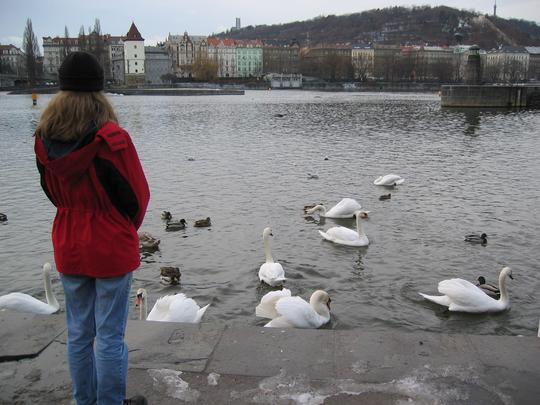 Swans, Prague