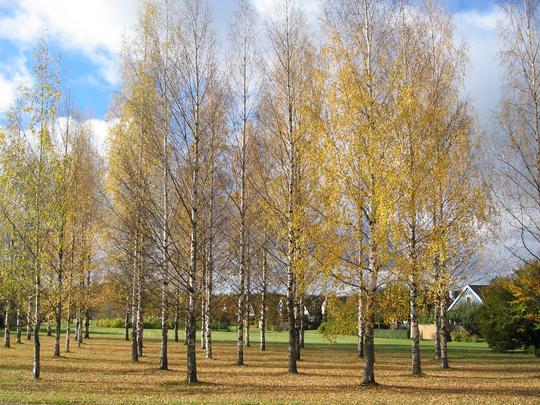 Trees, Linköping, Sweden