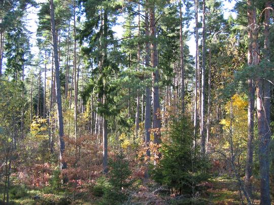 Linköping forest