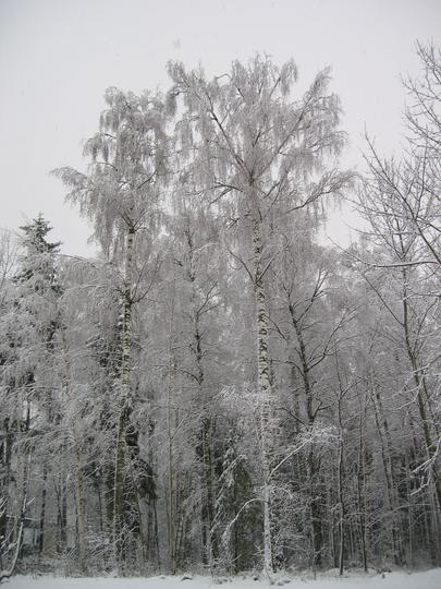 Snowy Linkoping Trees