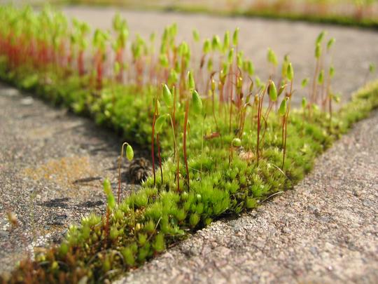 Moss, Grass, Cracks in the Pavement, Linkoping, Sweden