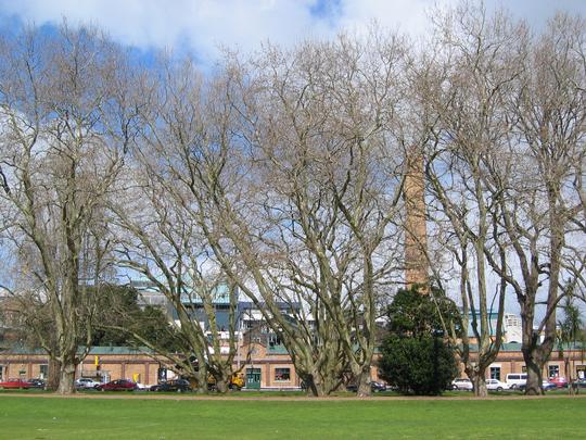 Trees in Victoria Park, Auckland
