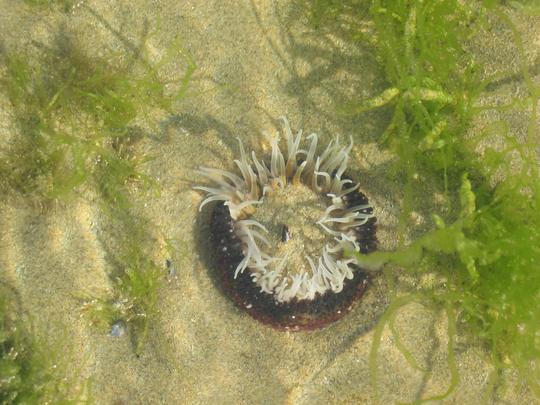 Weird Sea Anemone