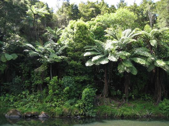 Keri Keri Jungle River
