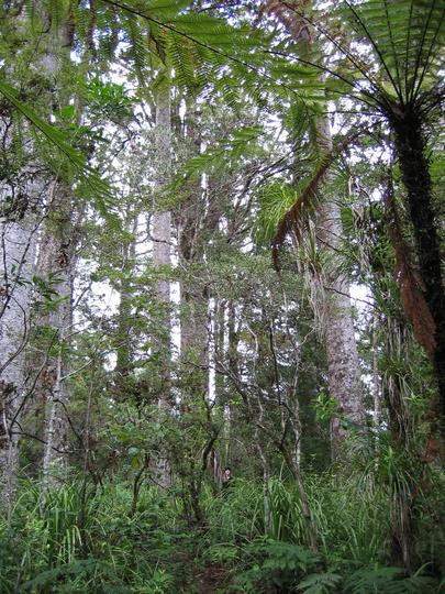 Kauri Tree Forest near Kerikeri, New Zealand