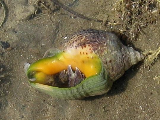 Hermit Crab Hiding