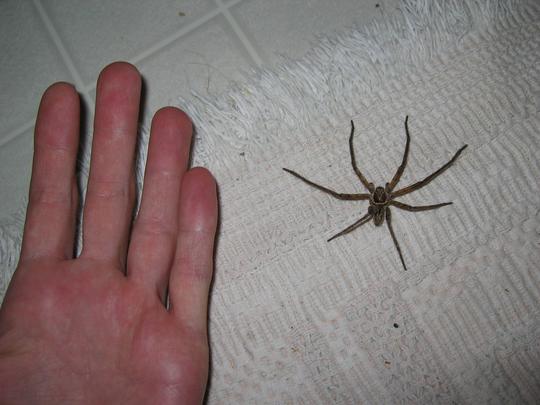 Maui spider and hand