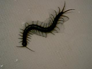 Centipede Movie