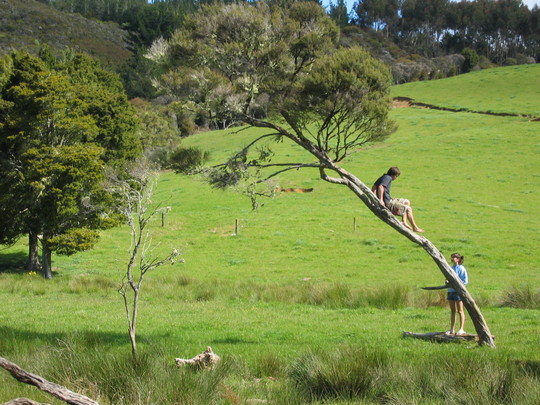 Tree Climbers
