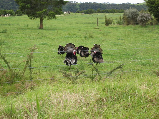 Wild Turkeys of Kerikeri