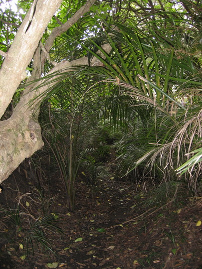 Tree House Trail