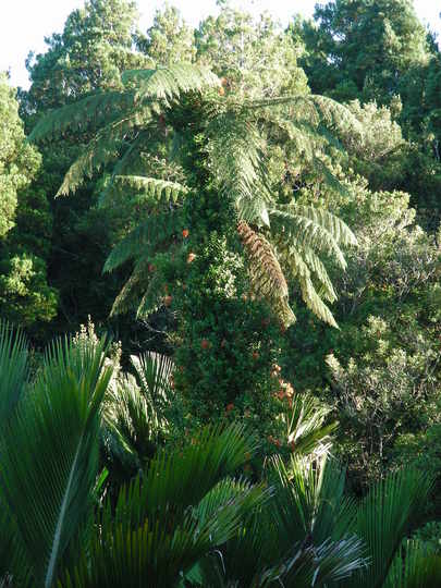 Tree Fern, Punakaiki, New Zealand