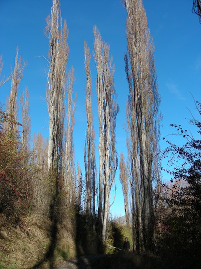 Tall Trees in Arrowtown