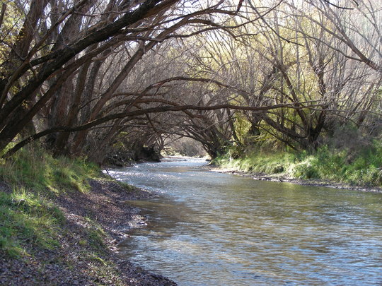 River Trees in Arrowtown, New Zealand